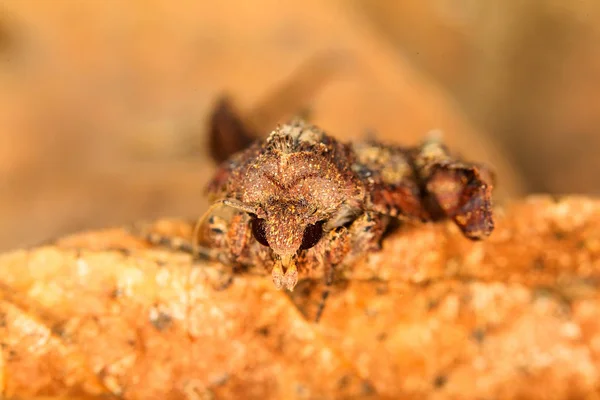 Portrait head of clothes moth. Macro photography. Natural yellow background.