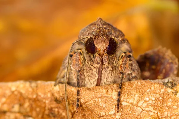 Portrait head of clothes moth. Macro photography. Natural yellow background.