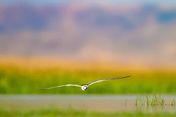 Flying white cute bird. Colorful nature background. Bird: Gull billed Tern. Gelochelidon nilotica.