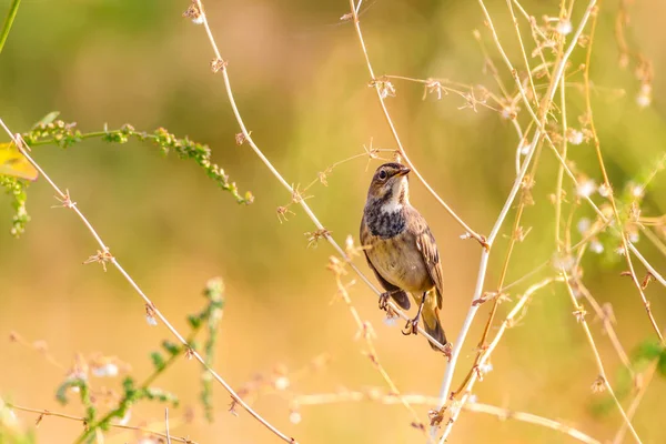 Pássaros Natureza Aves Habitat Natural Fundo — Fotografia de Stock