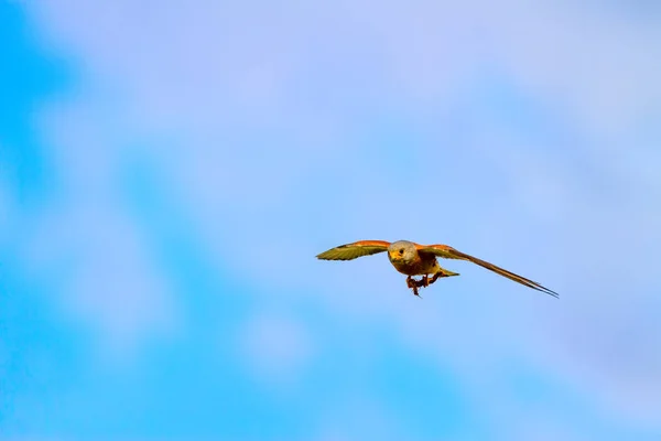 Halcón Volador Con Caza Bird Lesser Kestrel Falco Naumanni Fondo — Foto de Stock