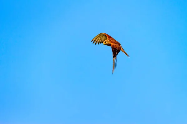 Halcón Volador Con Caza Bird Lesser Kestrel Falco Naumanni Fondo — Foto de Stock