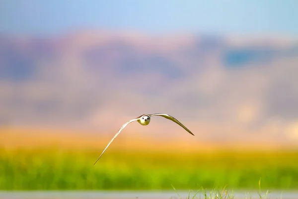 Літаючий Білий Милий Птах Барвистий Фон Природи Птах Гулл Виставив — стокове фото