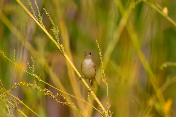 Natur Och Fågel Gul Natur Bakgrund — Stockfoto