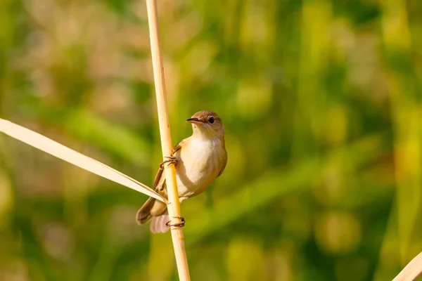 Příroda Pták Žluté Přirozené Pozadí — Stock fotografie