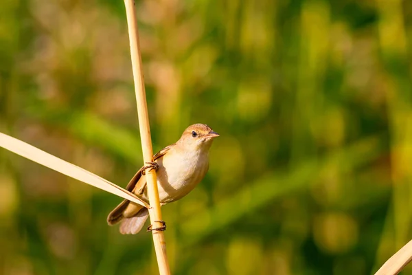 自然と鳥黄色の自然な背景 — ストック写真