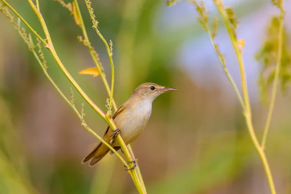 自然と鳥黄色の自然な背景 — ストック写真