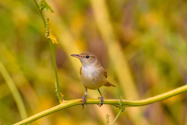 Natuur Vogel Gele Natuurlijke Achtergrond — Stockfoto