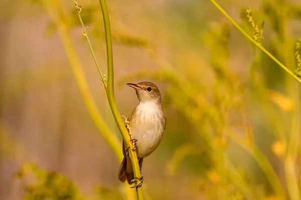 自然和鸟 黄色自然背景 — 图库照片