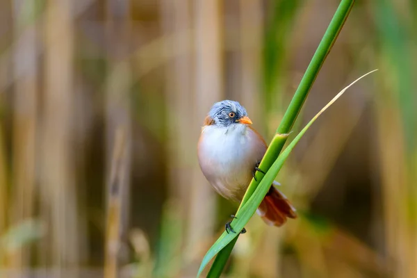 Des Oiseaux Nature Oiseaux Habitat Naturel — Photo