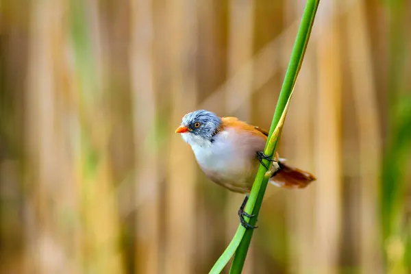Pássaros Natureza Aves Habitat Natural Fundo — Fotografia de Stock