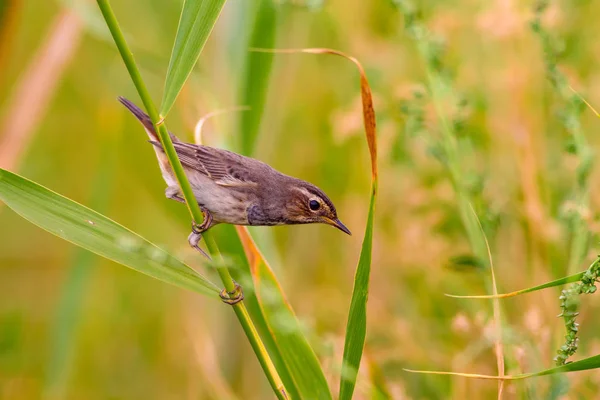 Cute little bird. Blue nature background. Common bird: Bluethroat.