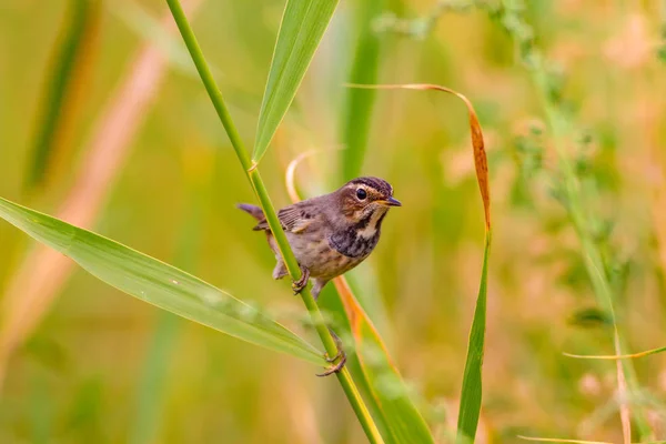 Que Passarinho Giro Fundo Natureza Azul Aves Comuns Bluethroat — Fotografia de Stock