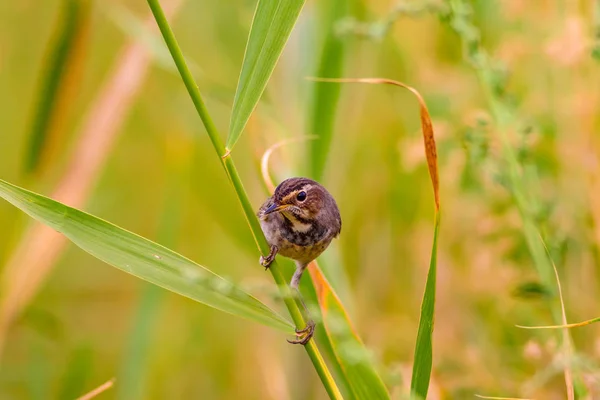 Niedlicher Kleiner Vogel Blauer Naturhintergrund Gemeiner Vogel Blaukehlchen — Stockfoto