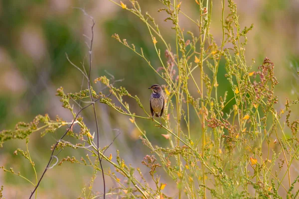 Cute little bird. Blue nature background. Common bird: Bluethroat.