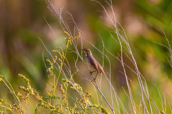 Cute little bird. Blue nature background. Common bird: Bluethroat.