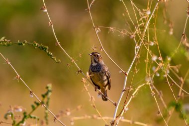 Sevimli küçük kuş. Mavi doğa arka planı. Ortak kuş: Bluethroat.