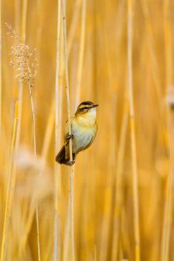 Doğa ve kuş. Sarı doğal arka plan. 