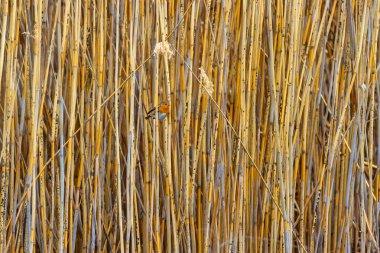 Sevimli kuş Robin. Sarı sazlık arka plan. Kuş: Avrupalı Robin. Erithacus rubecula.