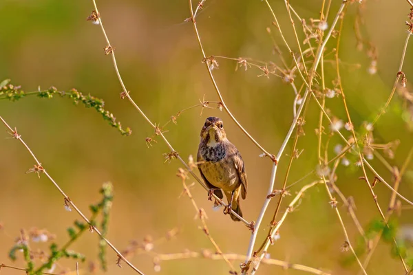 Que Passarinho Giro Fundo Natureza Azul Aves Comuns Bluethroat — Fotografia de Stock