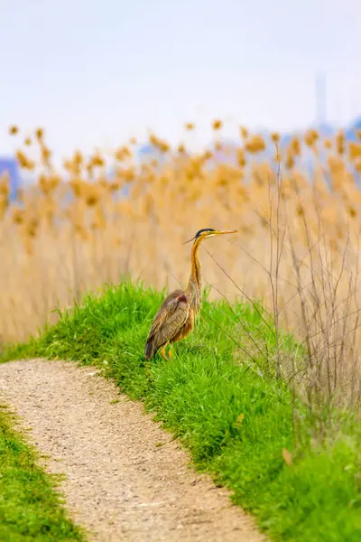 Lila Häger Natur Bakgrund Fågel Lila Häger Auktor — Stockfoto