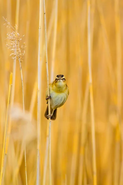 Natur Och Fågel Gul Natur Bakgrund — Stockfoto