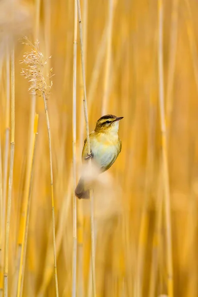 Příroda Pták Žluté Přirozené Pozadí — Stock fotografie