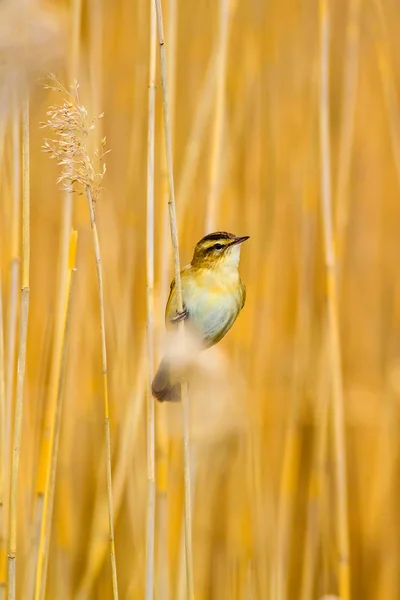 自然と鳥黄色の自然な背景 — ストック写真