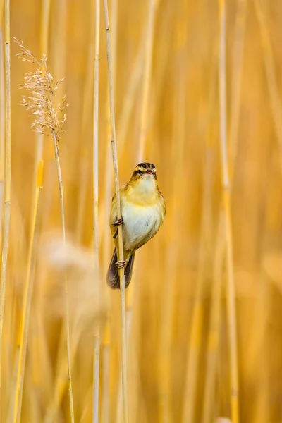 Natur Und Vogel Gelber Natürlicher Hintergrund — Stockfoto