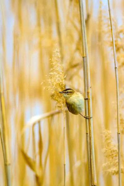 Natur Och Fågel Gul Natur Bakgrund — Stockfoto