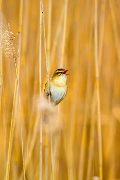 Przyroda Ptak Żółte Tło Naturalne — Zdjęcie stockowe