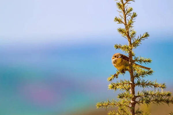 Schattige Kleine Vogel Groene Natuur Achtergrond Vogel Rood Gesteunde Klauwier — Stockfoto