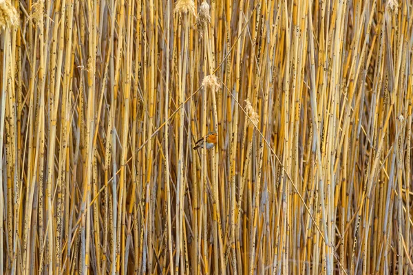 Cute Bird Robin Yellow Reeds Background Bird European Robin Erithacus — Stock Photo, Image