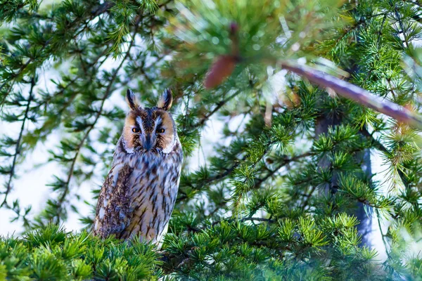 Ormanda Baykuş Kuş Uzun Kulaklı Baykuş Asio Otus Yeşilçam Ağacı — Stok fotoğraf