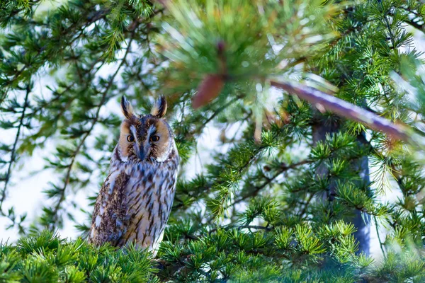 Hibou Dans Forêt Oiseau Hibou Des Marais Asio Otus Fond — Photo