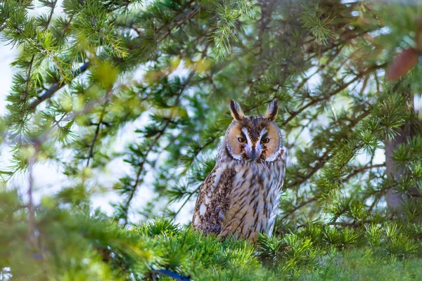 Ormanda Baykuş Kuş Uzun Kulaklı Baykuş Asio Otus Yeşilçam Ağacı — Stok fotoğraf