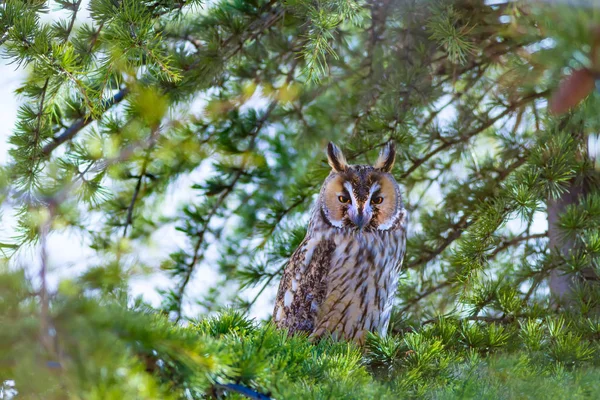 Eule Wald Vogel Langohreule Asio Otus Grüne Kiefer Hintergrund — Stockfoto