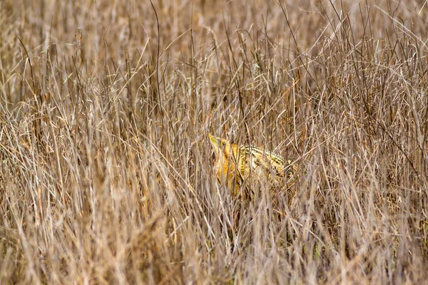 自然と鳥鳥 ユーラシア ビターン ボタウルス ステラリス黄色茶色の生息地の背景 ロイヤリティフリーのストック画像