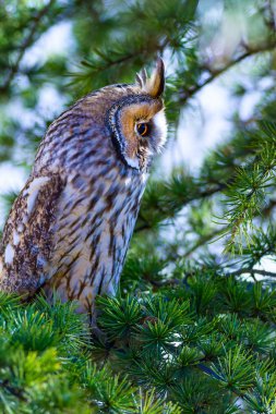 Forest and owl. Pine tree. Bird: Long eared Owl. Asio otus. Nature background.  clipart