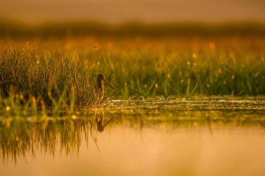 Göl ve kuş. Doğal arka plan. Gün batımı doğa arka plan. Su yansıması. Kuş: Ortak Çulluk. Gallinago gallinago.