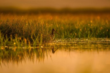 Göl ve kuş. Doğal arka plan. Gün batımı doğa arka plan. Su yansıması. Kuş: Ortak Çulluk. Gallinago gallinago.