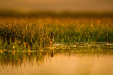 Göl ve kuş. Doğal arka plan. Gün batımı doğa arka plan. Su yansıması. Kuş: Ortak Çulluk. Gallinago gallinago.
