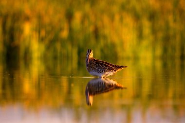 Su kuşu ve doğa arka plan. Yeşil, sarı göl arka planı. Su yansıması. Kuş: Ortak Çulluk. Gallinago gallinago.