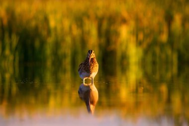 Su kuşu ve doğa arka plan. Yeşil, sarı göl arka planı. Su yansıması. Kuş: Ortak Çulluk. Gallinago gallinago.