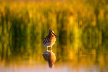 Su kuşu ve doğa arka plan. Yeşil, sarı göl arka planı. Su yansıması. Kuş: Ortak Çulluk. Gallinago gallinago.