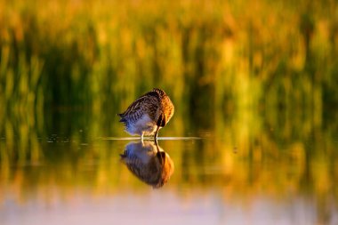 Su kuşu ve doğa arka plan. Yeşil, sarı göl arka planı. Su yansıması. Kuş: Ortak Çulluk. Gallinago gallinago.