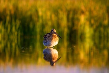 Su kuşu ve doğa arka plan. Yeşil, sarı göl arka planı. Su yansıması. Kuş: Ortak Çulluk. Gallinago gallinago.