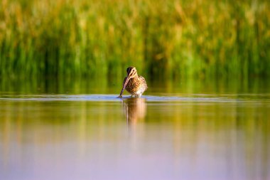 Su kuşu ve doğa arka plan. Yeşil, sarı göl arka planı. Su yansıması. Kuş: Ortak Çulluk. Gallinago gallinago.