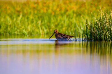 Su kuşu ve doğa arka plan. Yeşil, sarı göl arka planı. Su yansıması. Kuş: Ortak Çulluk. Gallinago gallinago.