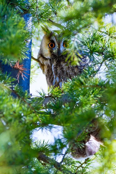 Orman Baykuş Çam Ağacı Kuş Uzun Kulaklı Baykuş Asio Otus — Stok fotoğraf